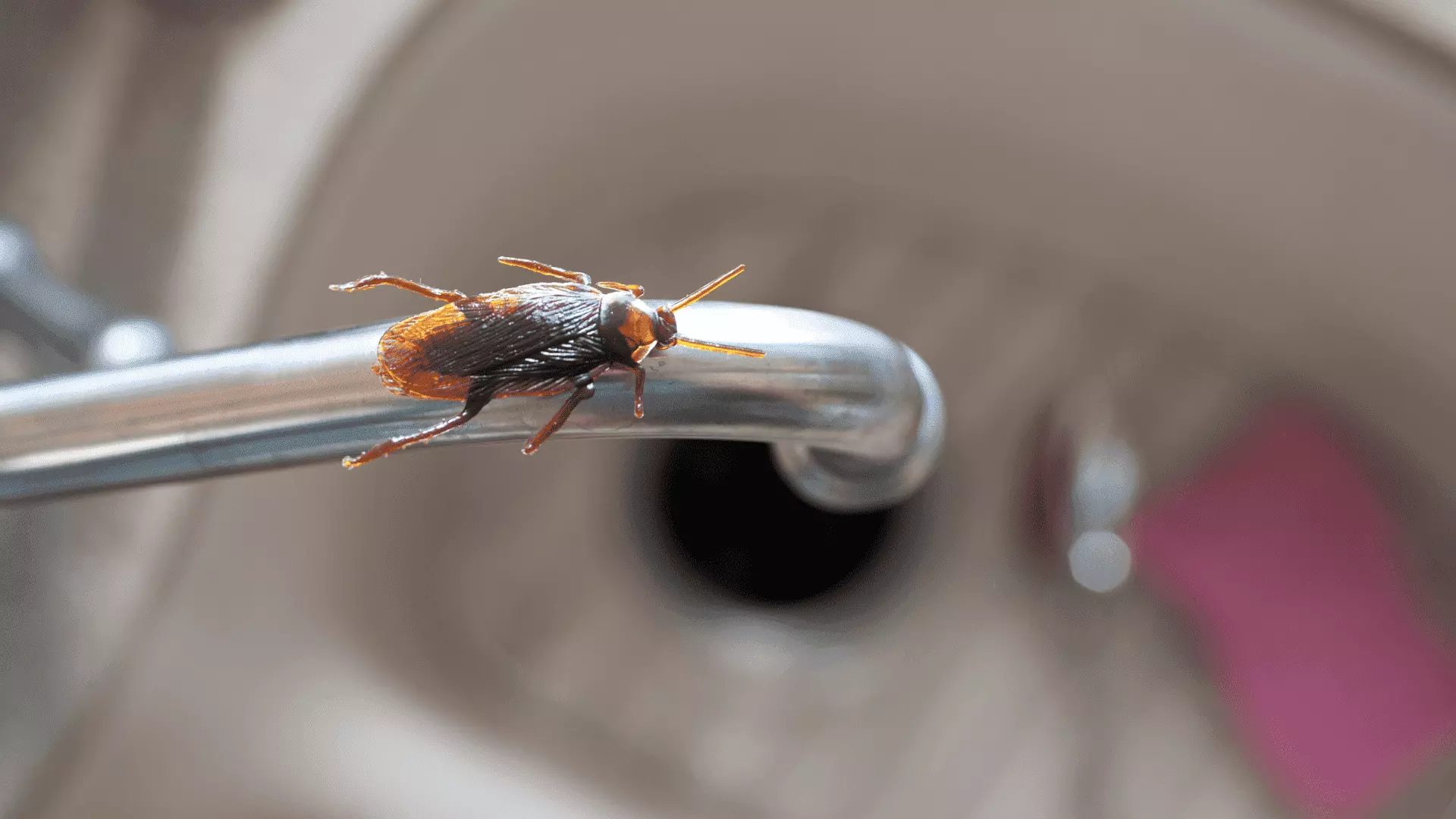 nuisible blatte et cafard désinsectisation à Angers