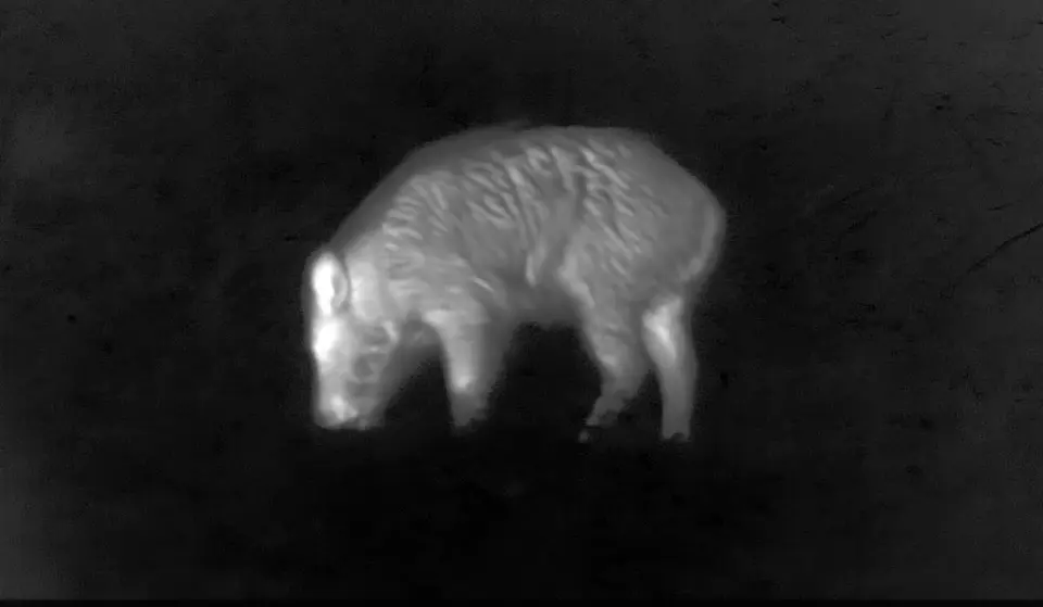 faune par vision thermique Maine et Loire angers