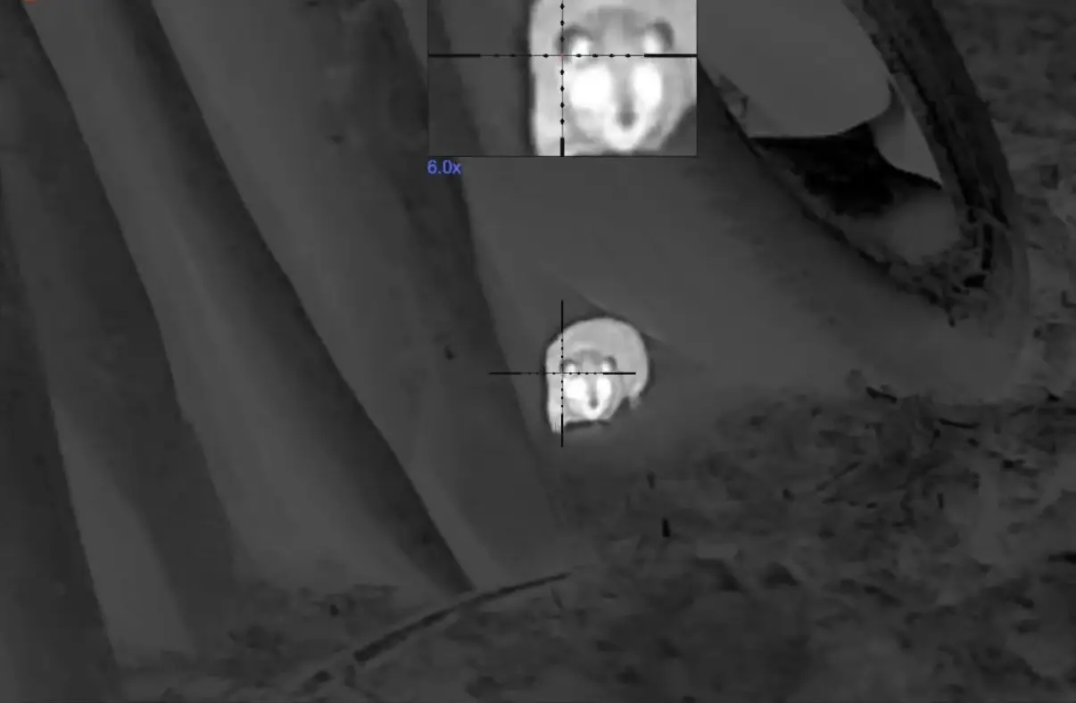 faune par vision thermique Maine et Loire Anjou